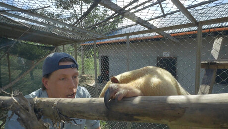 Freeks Wilde Wereld | Boombazen van Peru